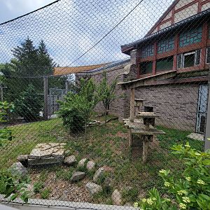 Cleveland Zoo - Asia Passage, Amur leopard yard