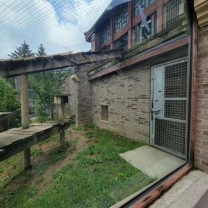 Cleveland Zoo - Asia Passage, Amur leopard yard