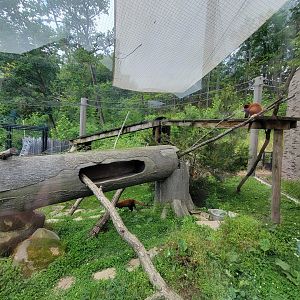 Cleveland Zoo - Asia Passage, Red pandas