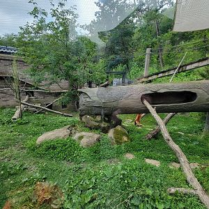 Cleveland Zoo - Asia Passage, Red pandas