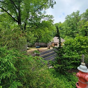 Cleveland Zoo - Takin
