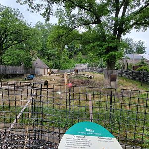 Cleveland Zoo - Takin