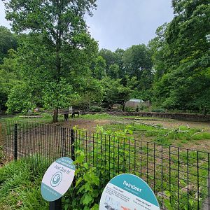 Cleveland Zoo - Reindeer