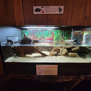 Cleveland Zoo - Wolf Lodge, Spotted turtle