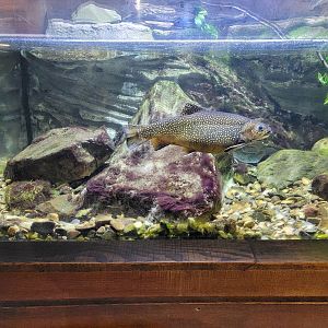 Cleveland Zoo - Wolf Lodge, Brook trout