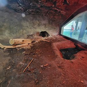 Cleveland Zoo - Wolf Lodge, Beaver