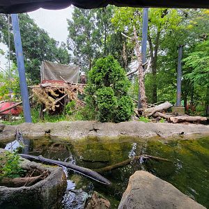Cleveland Zoo - Wolf Lodge, Bald eagle exhibit