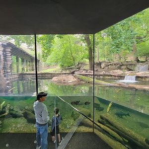Cleveland Zoo - Wolf Lodge, Mexican gray wolves