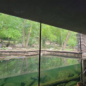 Cleveland Zoo - Wolf Lodge, Mexican gray wolves