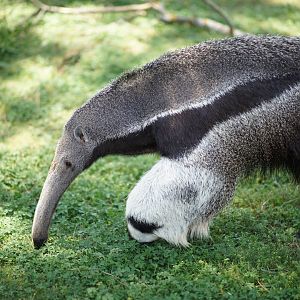 Giant Anteaeter