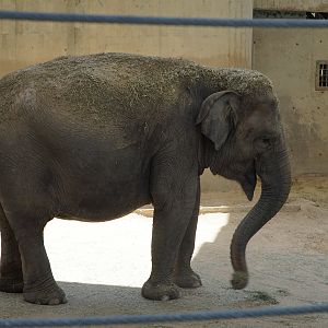 Sumatran Elephant