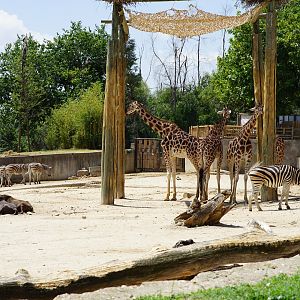 African Savanna - Rothscild's Giraffe/ Plain Zebra/ Black Gnu /Ostrich