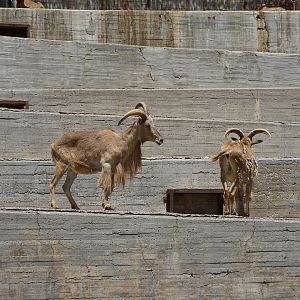 Barbary Sheep