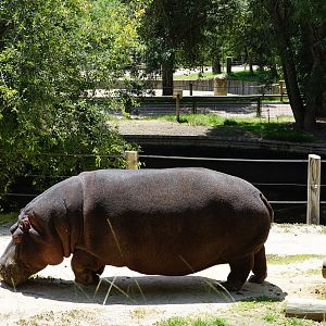 Common Hippo