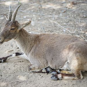 South-east Spanish Ibex