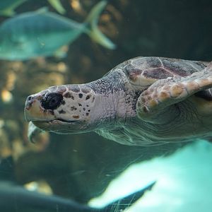 Loggerhead turtle