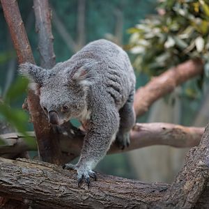 Queensland Koala