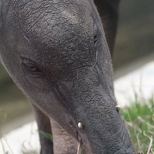 Beth, female Sulawesi Babirusa- 10th July 2023