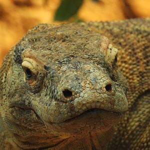 Khaleesi, Komodo Dragon- 10th July 2023