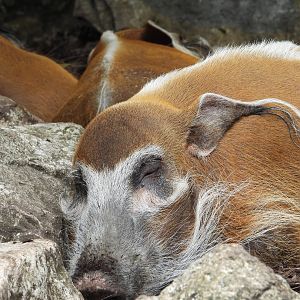 Resting Red River Hog- 10th July 2023