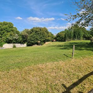 Domestic cow yard near entrance