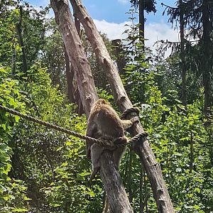 Lounging Barbary macaque