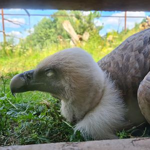 Taiga aviary - Western Eurasian griffon vulture