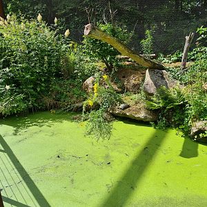 Odd birds aviary - Pond with sliders and orfes