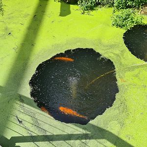 Odd birds aviary - Golden orfes