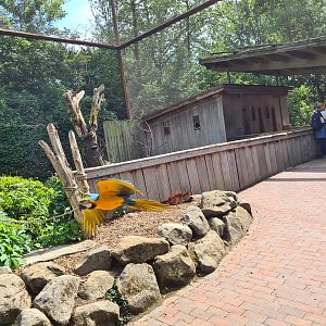 Taiga - Odd birds aviary