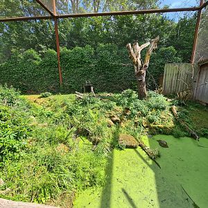 Taiga - Odd birds aviary