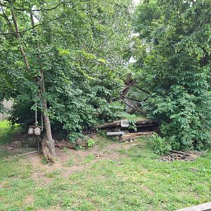 Taiga - Northern raccoon and Striped skunk enclosure