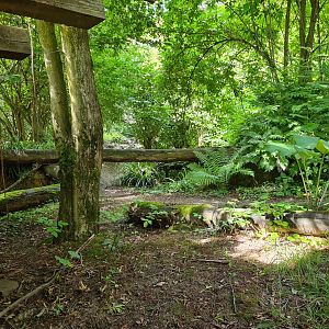 Taiga - Eurasian grey wolf enclosure