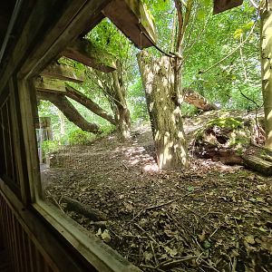 Taiga - Eurasian grey wolf enclosure