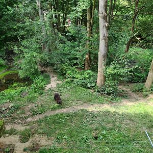 Taiga - Wolverine enclosure