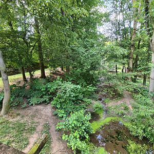 Taiga - Wolverine enclosure