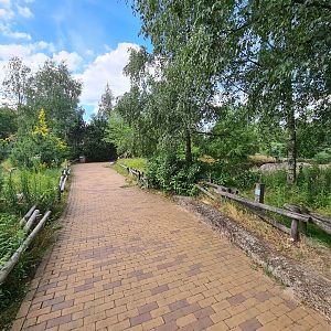 Taiga - Path near Reindeer enclosure