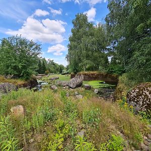 Taiga - Reindeer enclosure