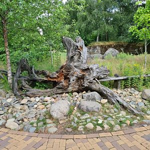 Taiga - Log and rockwork