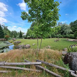 Taiga - Reindeer enclosure