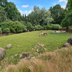 Taiga - Reindeer enclosure