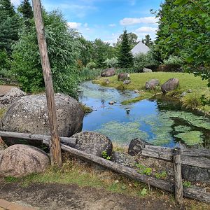 Taiga - Marsh area in Reindeer enclosure