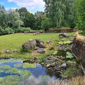 Taiga - Reindeer enclosure