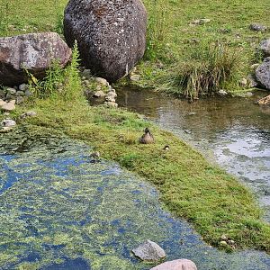 Taiga - Wild mallard in Reindeer enclosure