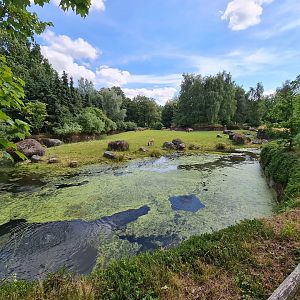 Taiga - Marsh area in Reindeer enclosure