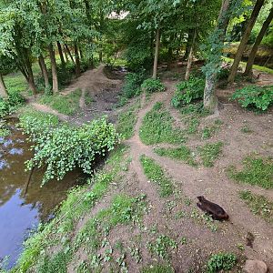 Taiga - Wolverine enclosure