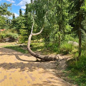 Taiga - Tree in the shape of a bench