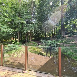 Taiga - Wolverine enclosure (lower viewing area)