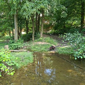 Taiga - Wolverine enclosure