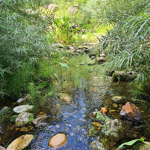 Taiga - Pond and Landscaping near Wolverine enclosure